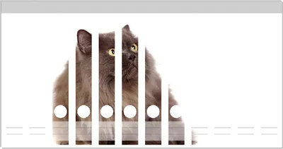 Produktbild von Wallario Ordnerrücken Sticker, selbstklebend für schmale Ordner, 12 Stück, Motiv Perserkatze vor weißem Hintergrund