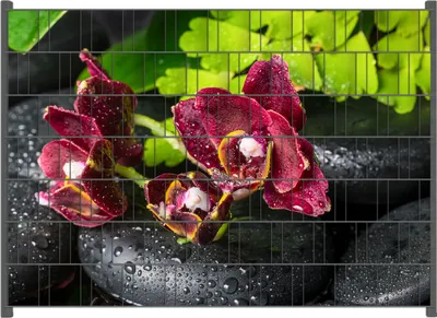 Produktbild von Wallario Zaunsichtschutz mit Motiv Dunkelrote Orchideen-Blüte auf schwarzen Steinen mit Regentropfen für Ein- und Doppelstabmatten Zäune in der Größe 200 x 140 cm