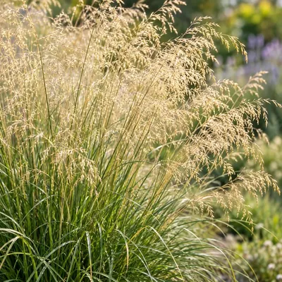 Zdjęcie produktu dla Zestaw składający się z 4 roślin Deschampsia cespitosa 'Goldtau' (trawa cesarska 'Goldtau') - w doniczkach o pojemności 1,5 litra