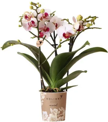 Obrázok produktu pre Biela orchidea Phalaenopsis „Mineral Gibraltar“ – kvitnúca izbová rastlina v črepníku s priemerom 9 cm