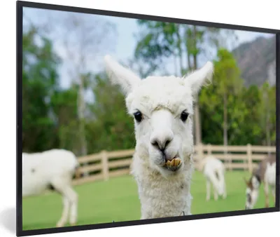 Produktbild von MuchoWow® MuchoWow® Gerahmtes Poster Alpaka - Nahaufnahme - Pflanzen 90x60 cm - Poster mit zchwarzem Bilderrahmen - Fotorahmen - Foto-Plakat