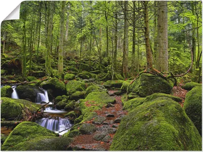 Produktbild von ARTland Poster Zauberwald mit Bach Größe: 60x45 cm