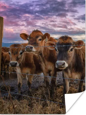 Produktbild von MuchoWow® Poster Kuh - Tiere - Kühe 30x40 cm - Wandplakat - Poster Kinderzimmer