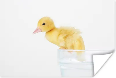 Produktbild von MuchoWow® Poster Baby-Ente klettert aus einer Wanne 120x80 cm - Bilder