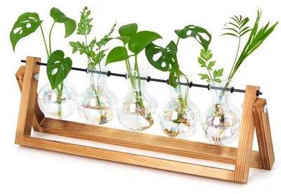 Produktbild von Terrarium für Pflanzen – Hydrokultur – Glasgefäße mit Holzgestell – 5 Vasen – Holz und Glas – 40,9 x 14 x 10,2 cm