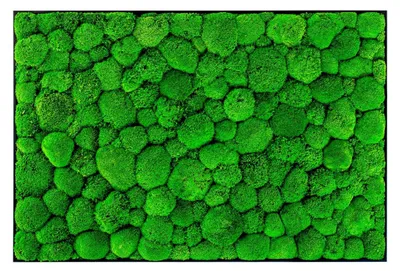 Produktbild von Gardners Wandbild aus Moos, 100x140 cm, mit Hügelmoos, schwarz