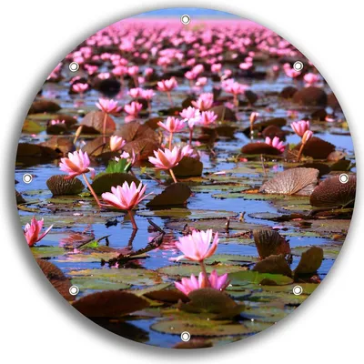 Produktbild von Wallario rundes Outdoor-Poster für Garten oder Balkon, Motiv Seerosenlandschaft mit rosa Blüten, 30 cm Durchmesser