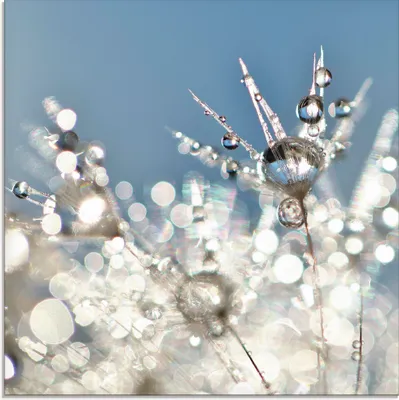 Produktbild von ARTland Glasbild Pusteblume Tropfen abstrakt Größe: 50x50 cm