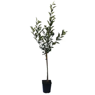 Produktbild von Apfelbaum Roter James Grieve Zwergapfelbaum Balkonobst Terrassenobst 100-120 cm 5 Liter Topf M9