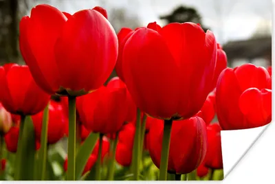 Produktbild von MuchoWow® Poster Nahaufnahme von roten Tulpen 120x80 cm - Bilder