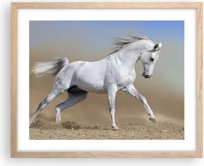 Produktbild von Gerahmtes Poster - Rahmen in heller Eiche - Pferd weiß Tier - 50x40 cm - Wand Bild - Wanddeko - Wandbilder - Kunstposter - Wandposter - Bilderrahmen - Bilder - Kunstdruck - Wandbild - P2NAA50x40-0167