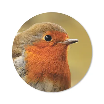 Produktbild von MuchoWow® Mauspad Mousepad Vogel - Rotkehlchen - Porträt 20x20 cm - Mousepads - Maus Mat - Pad - Mausunterlage - Schreibtischmatte
