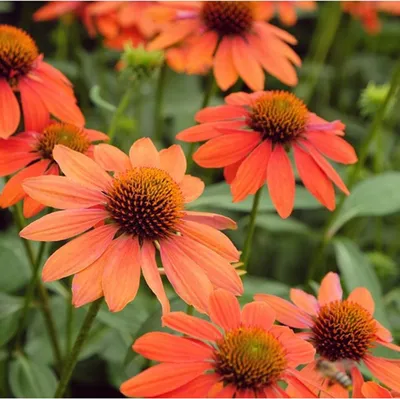 Image de Echinacea Échinacée Orange Sunset 1 pièce plants d'échinacée plant