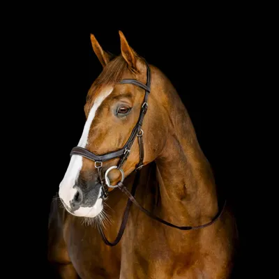 Produktbild von Horseware Micklem Competition Bridle