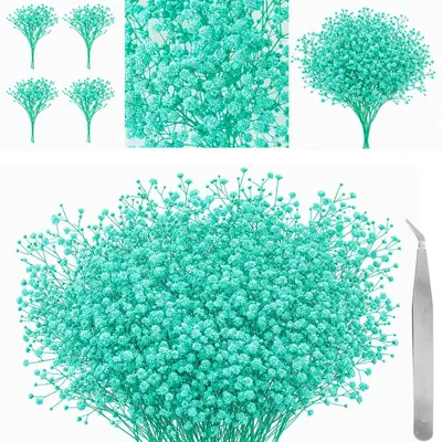 60 getrocknete Schleierkraut-Blumen, blau, mit Pinzette