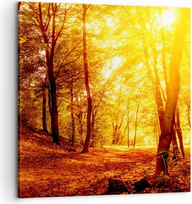 Produktbild von Bild auf Leinwand - Leinwandbild - Wald Baum Natur - 60x60cm - Wand Bild - Wanddeko - Wandbilder - Leinwanddruck - Bilder - Kunstdruck - Wanddekoration - Leinwand bilder - Wandkunst - AC60x60-3722