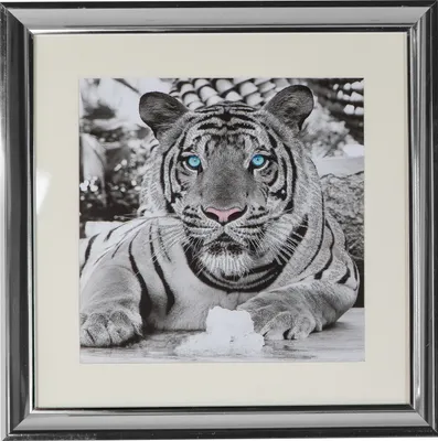 Produktbild von Wandbild Bild Tiger weiß Wandekoration Wandschmuck Wanddeko Deko Figur 45 x 45