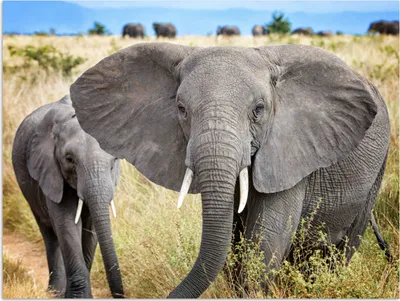Produktbild von MuchoWow® Poster Elefant - Tiere - Gras - Natur 160x120 cm - Foto Plakat