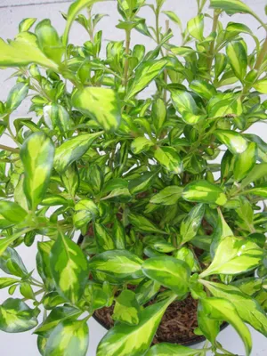 Produktbild von Spiegelbusch Lemon and Lime ® - Coprosma Lemon and Lime ® - Blattschmuckpflanze - 30-40cm