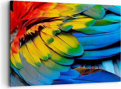 Produktbild von Bild auf Leinwand - Leinwandbild - Feder Papagei Vogel - 100x70cm - Wand Bild - Wanddeko - Leinwanddruck - Bilder - Kunstdruck - Wanddekoration - Leinwand bilder - Wandkunst - AA100x70-3428