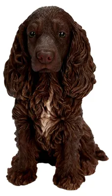 Produktbild von Schokoladenbrauner Cockerspaniel