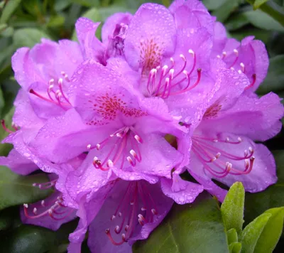 Produktbild von Rhododendron Hybride " Catawbiense Grandiflorum " Alpenrose 40 - 50 cm hoch