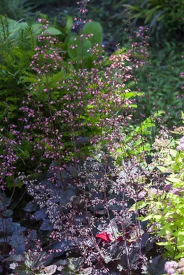 Produktbild von Purpurglöckchen Regina, im Topf - Heuchera micrantha, immergrün