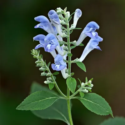 Image de 6 x Herbe d'automne - Scutellaria incana | pot 9cm x 9cm