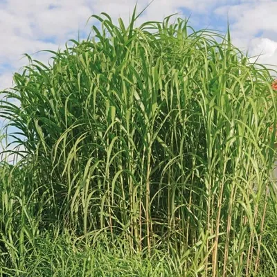 Obrázek produktu pro Miscanthus Giganteus 2L