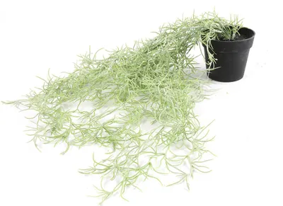 Produktbild von Countryfield Kunstpflanze Tillandsia grün Dekopflanze 50 cm