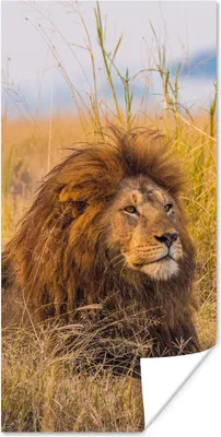 Produktbild von MuchoWow® Poster Männlicher Löwe im hohen Gras im Serengeti-Nationalpark 80x160 cm - Kinderzimmer