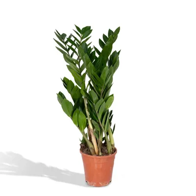 Produktbild von Meergroothandel Zamioculcas Zamiifolia (Smaragdpalme) - 70 cm, Ø17 cm