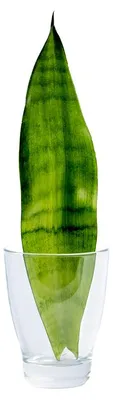Produktbild von Gardners Sansevieria trifasciata 'Moonshine' - Steckling zur Vermehrung