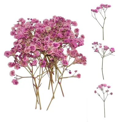 Produktbild von Trockenblumen Schleierkraut Rosa 50 Stück für DIY & Deko