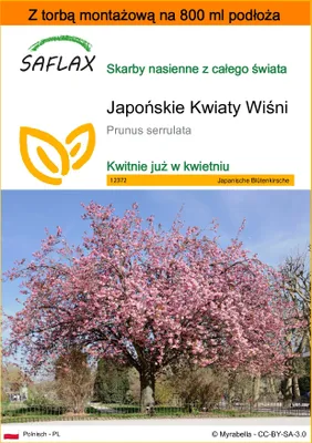Zdjęcie produktu dla SAFLAX - Garden in the bag - Japońskie Kwiaty Wiśni - 30 Nasiona - Z podłożem uprawowym w praktycznej, samorozkładającej się torbie - Prunus serrulata