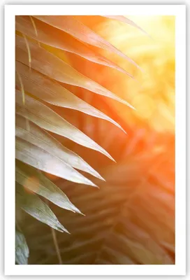 Produktbild von Poster - Poster ohne Rahmen - Exotisch Blätter Dämmerung - 61x91,5 cm - Wand Bild - Wanddeko - Wandbilder - Kunstposter - Wandposter - Bilder - Kunstdruck - Wanddekoration - Wandbild - P2XPA61x91-4807
