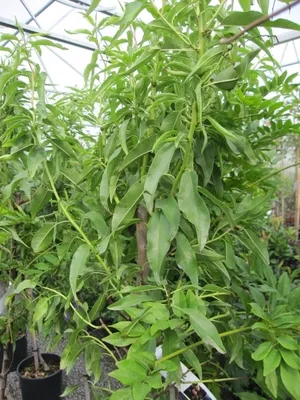 Produktbild von Mandelbaum Genco - Prunus amygdalus genco - Hochstamm