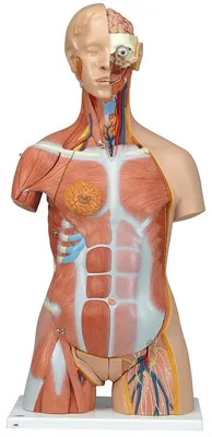 Muskeltorso 31-teilig, Dual Sex, inkl. Anatomie-Software