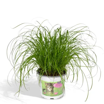 Produktbild von Cyperus Alternifolius - Katzengras - 20Cm - Ø12