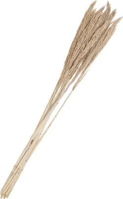 Produktbild von Trockenblumen "Sanmuga Grass", L ca. 80 cm Altweiß