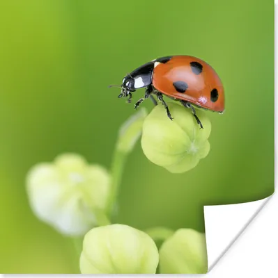 Produktbild von MuchoWow® Poster Frühling Marienkäfer 75x75 cm - Wand Dekoration