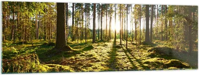Produktbild von Bilder auf glas - Wald Baum Natur - 160x50cm - Glasbilder - Wandbilder - Kunstdruck - zum Aufhängen bereit - Wanddekoration aus Glas - Glas Bilder - Wandbild auf Glas - Einteilig - GAB160x50-3724