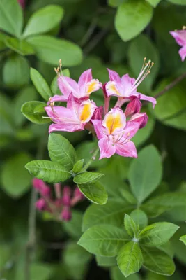 Produktbild von Rhododendron viscosum 'Pink and Sweet', Sumpf-Rhododendron, rosa, 40–50 cm