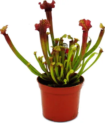 Immagine prodotto di Pianta tubolare - Sarracenia "Judith" - Pianta carnivora - Vaso da 9 cm