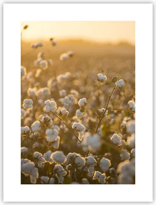 Produktbild von Poster - Poster ohne Rahmen - Baumwolle Feld Acker - 30x40 cm - Wand Bild - Wanddeko - Wandbilder - Kunstposter - Wandposter - Bilder - Kunstdruck - Wanddekoration - Wandbild - P2XPA30x40-4299