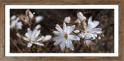 Produktbild von Wandbild - Mehrfarbig - 49 x 23 cm - Blüten