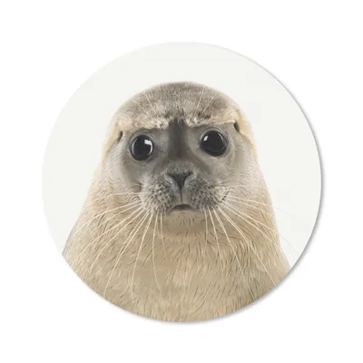 Produktbild von MuchoWow® Mauspad Mousepad Jungen - Robbe - Kinder - Mädchen - Tiere 30x30 cm - Mousepads - Maus Mat - Pad - Mausunterlage - Tischunterlage - Schreibtischmatten