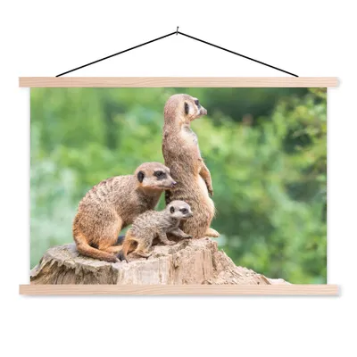 Produktbild von MuchoWow® Textilposter Erdmännchen - Baumstumpf - Jungtier 120x80 cm mit holzfarbenen Rahmen - Aufhängeset