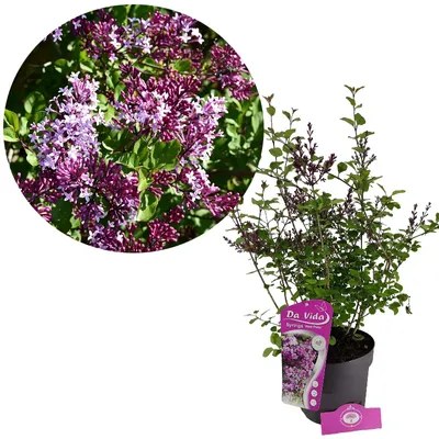 Produktbild von Syringa 'Red Pixie', Zwergflieder, 3 Liter Topf