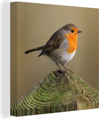 Obrázek produktu pro OneMillionCanvasses® Malba na plátně Nástěnná malba na plátně - Pták - Robin - Wood - 50x50cm
